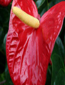 The Flamingo Flower - because of its colour